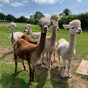 Storm4 powerchair donated to Beckside Care Farm