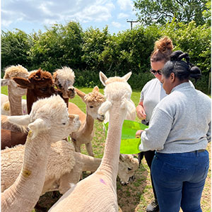 Beckside Care farm feeding the Alpacas