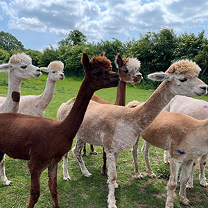 Beckside Care farm animals