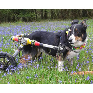 Accessible for all at Beckside Care Farm