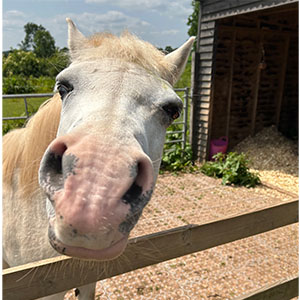 Beckside care farm horse